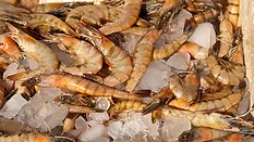 whole shrimp on ice_bearfotos via Magnific.png shrimp on ice