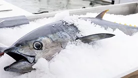 whole tuna on ice