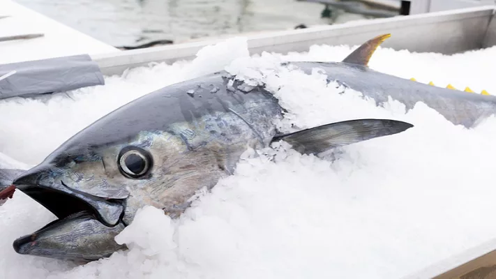 whole tuna on ice