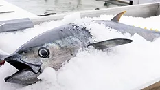 whole tuna on ice_vwalakte via Magnific.png whole tuna on ice