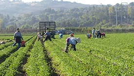 workers on a farm in california