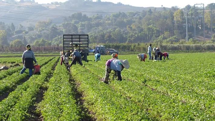workers on a farm in california