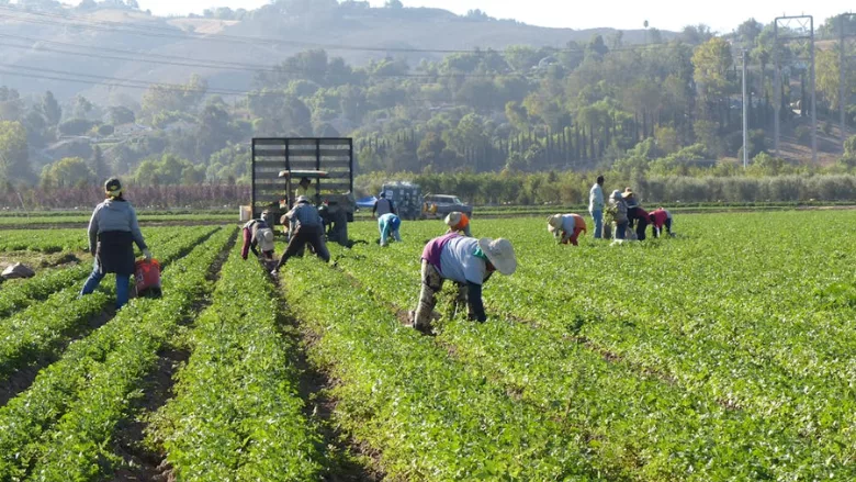 workers on a farm in california