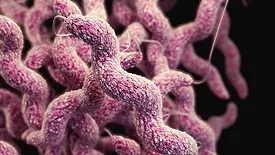 3d rendering of campylobacter