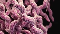 3d rendering of campylobacter