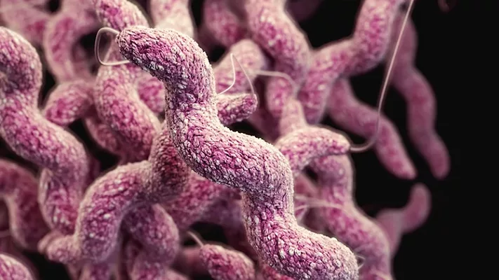 3d rendering campylobacter_CDC via Unsplash.png 3d rendering of campylobacter