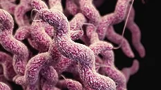3d rendering of campylobacter