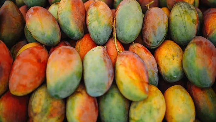 freshly harvested mangoes