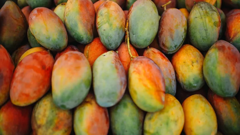 freshly harvested mangoes