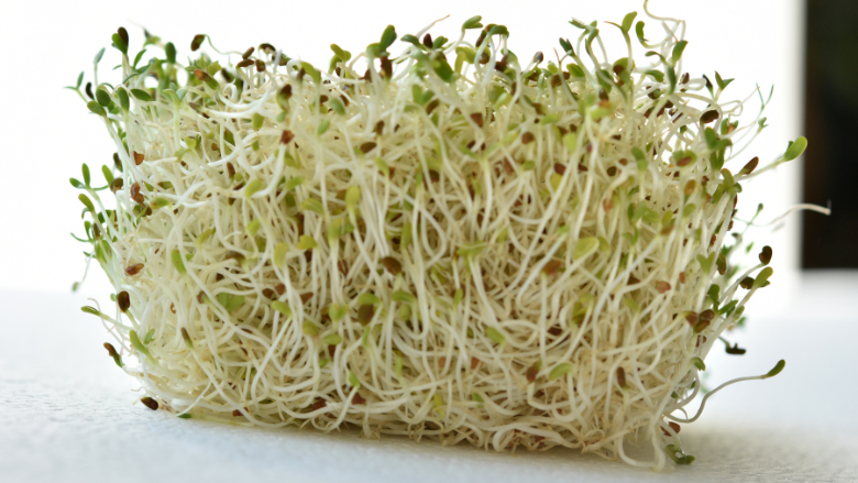 Alfalfa Sprouts Contaminated With Both E. coli, Salmonella Sicken 55 People in 15 States