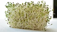 alfalfa sprouted seeds_Miroro via Pixabay.png alfalfa sprouted seeds