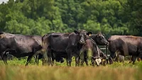 black angus cattle_mark stebnicki via pexels.png black angus cattle