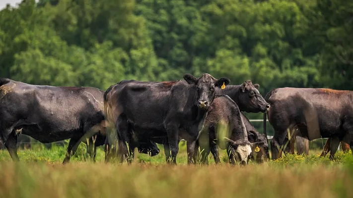 black angus cattle