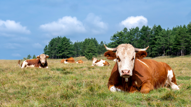 Trump Executive Order Seeks Meat Inspection Modernization by Cutting ‘Unnecessary' Requirements, Expanding State Programs