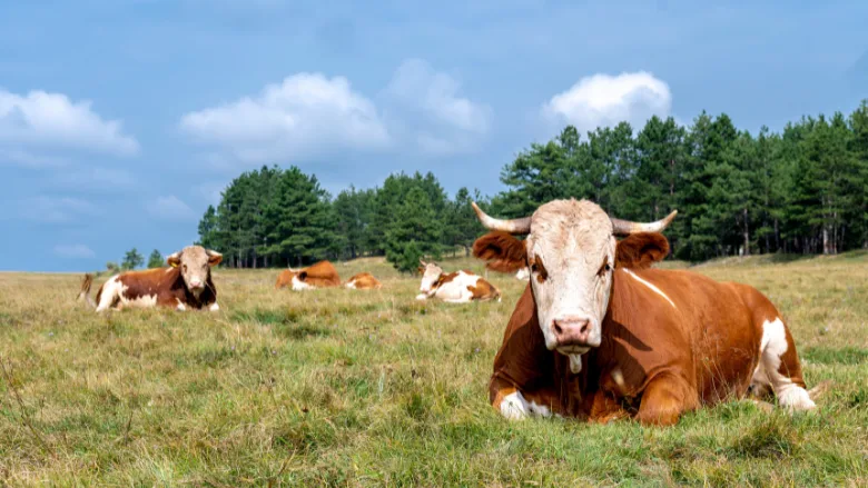 cattle resting in field