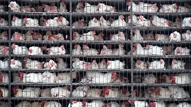 chickens in transport cages 
