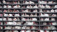 chickens in transport cages_araflikahraman via Unsplash.png chickens in transport cages