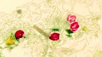 cryptosporidium oocysts