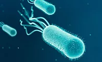 e. coli