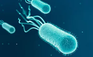 e. coli