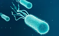 e. coli