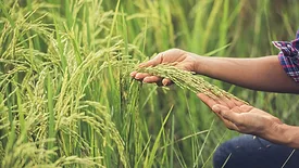 farmer checking rice crop