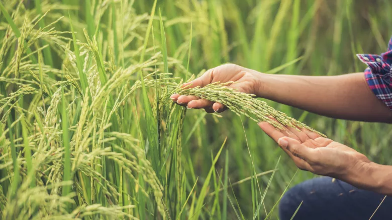 farmer checking rice crop