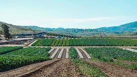 farmland