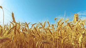 field of wheat under a blue sky