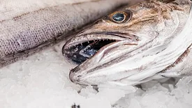fish head on ice