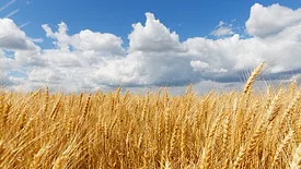 golden wheat field under a partly cloudy blue sky