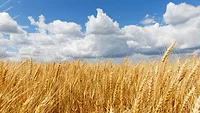 golden wheat field under a partly cloudy blue sky_wirestock via Magnific.png golden wheat field under a partly cloudy blue sky
