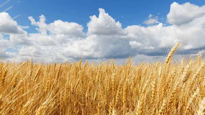 golden wheat field under a partly cloudy blue sky