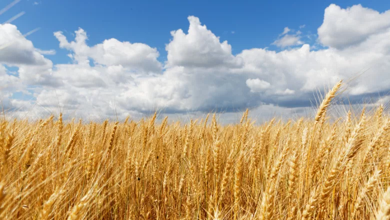 golden wheat field under a partly cloudy blue sky