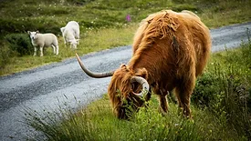 highland cow and sheep grazing in scotland