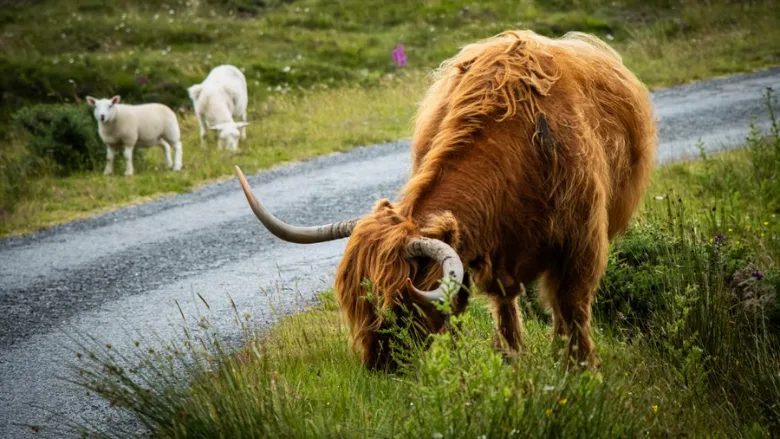 highland cow and sheep grazing in scotland
