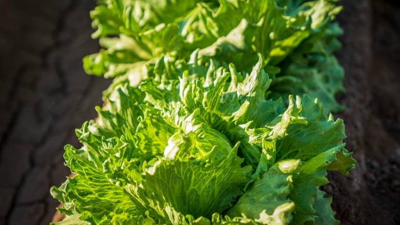 Cyclospora Outbreak Linked to Taylor Farms Lettuce Ends with Nearly 13,000 Illnesses, Two Deaths