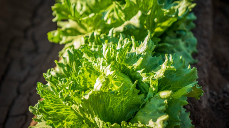 Cyclospora Outbreak Linked to Taylor Farms Lettuce Ends with Nearly 13,000 Illnesses, Two Deaths