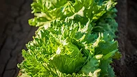 iceberg lettuce growing