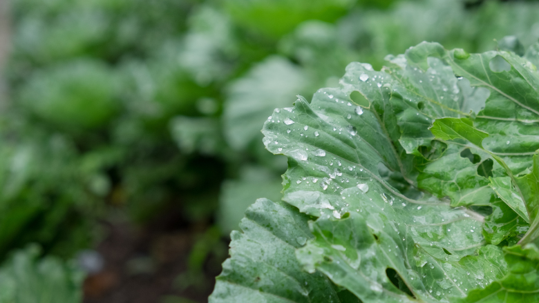 FAO Responds to Cyclospora Outbreak With Agrifood Water Safety Resource