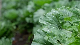 lettuce plant