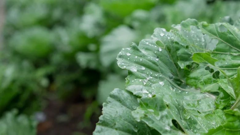 lettuce plant