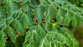 moringa leaf on tree