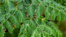 moringa leaf on tree