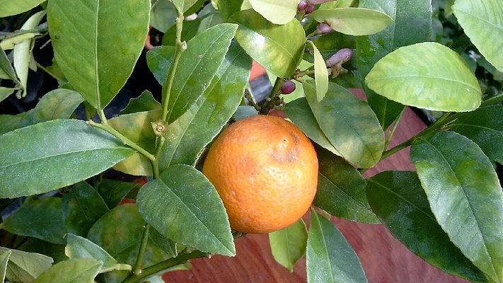 rangpur lime