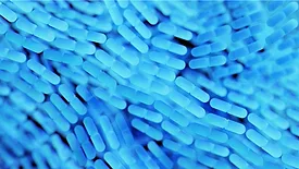 rod shaped bacteria