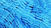 rod shaped bacteria