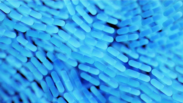 rod shaped bacteria
