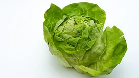 iceberg lettuce