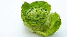 iceberg lettuce